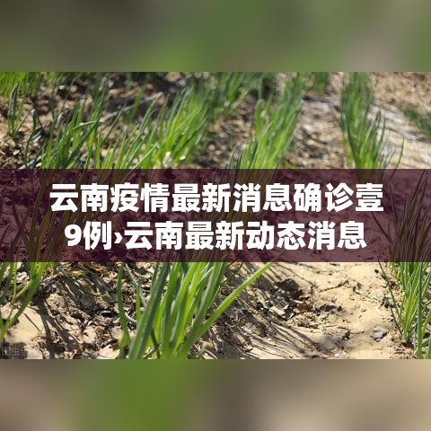 云南疫情最新消息确诊壹9例›云南最新动态消息 云南疫情最新消息确诊壹9例›云南最新动态消息