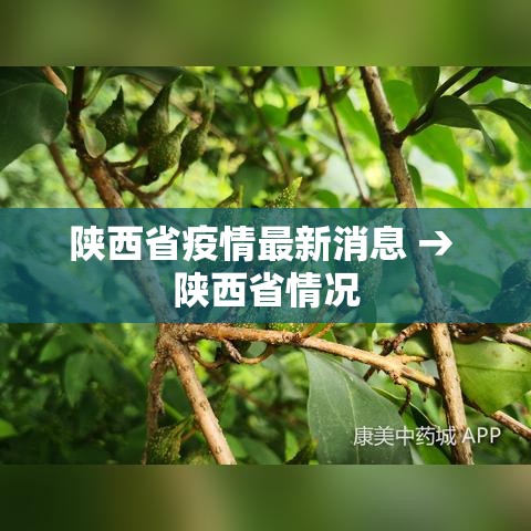 陕西省疫情最新消息 → 陕西省情况