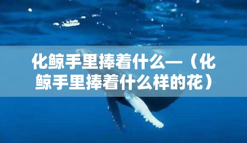 化鲸手里捧着什么—(化鲸手里捧着什么样的花) 化鲸手里捧着什么—(化鲸手里捧着什么样的花)